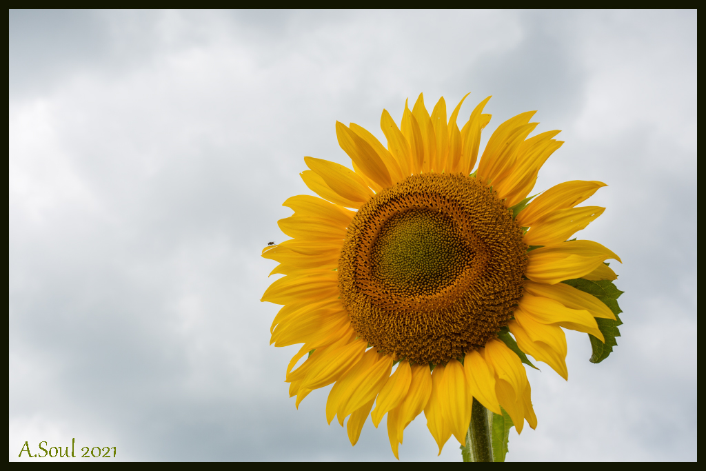 Hier kommt die Sonne