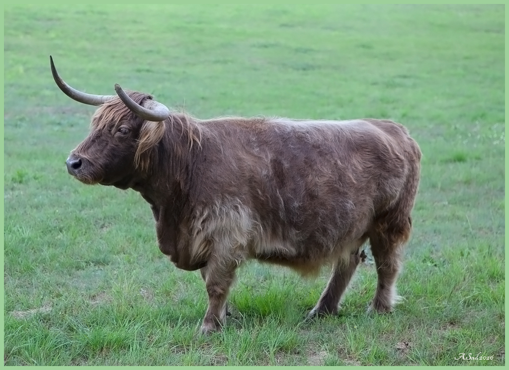 Der stolze Stier/Rheinsberg