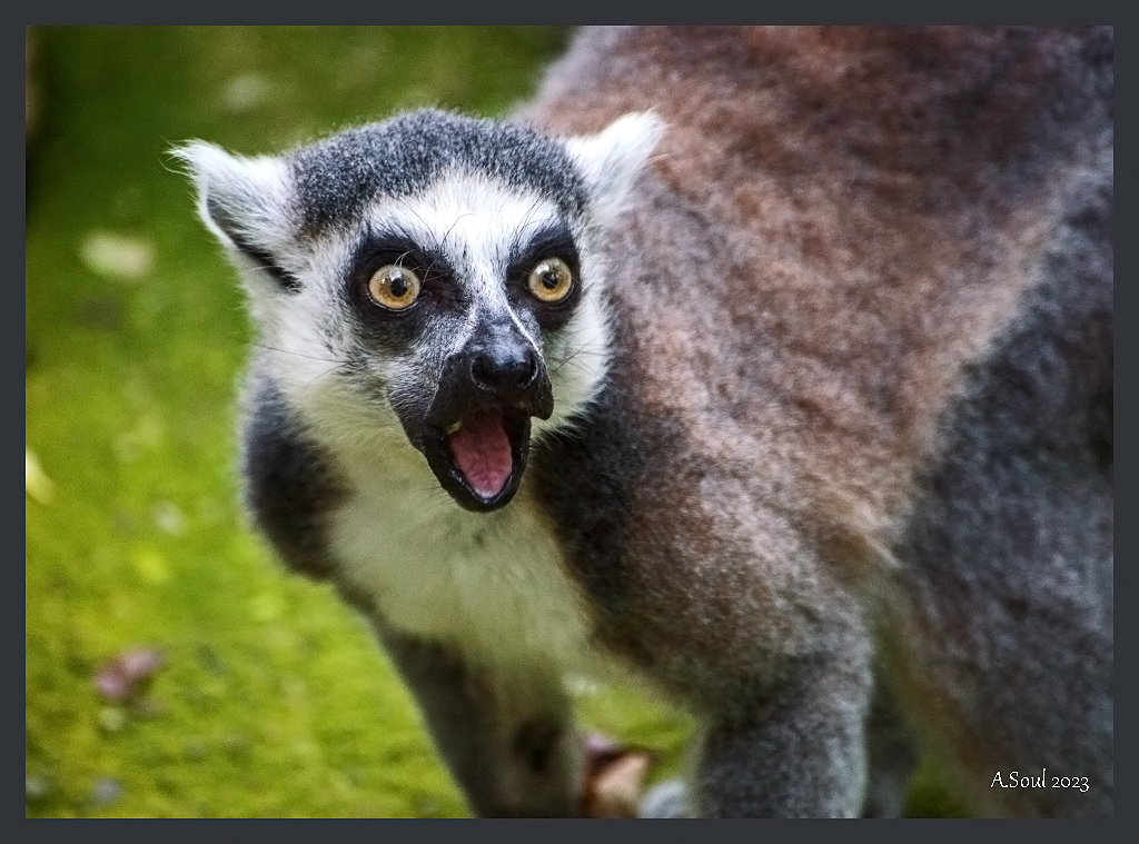Katta