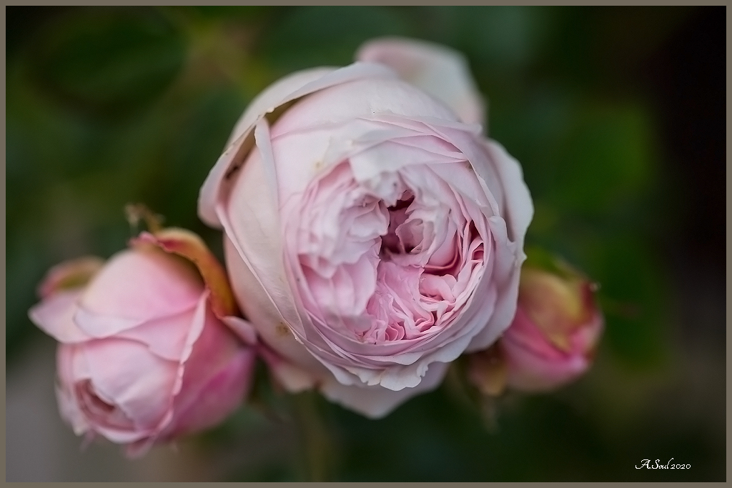 Gefüllte Kletterrose