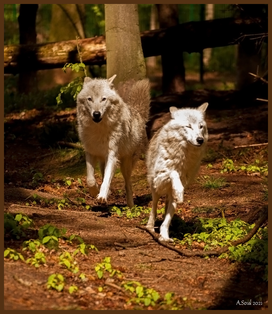 Kanadische Wölfe im run