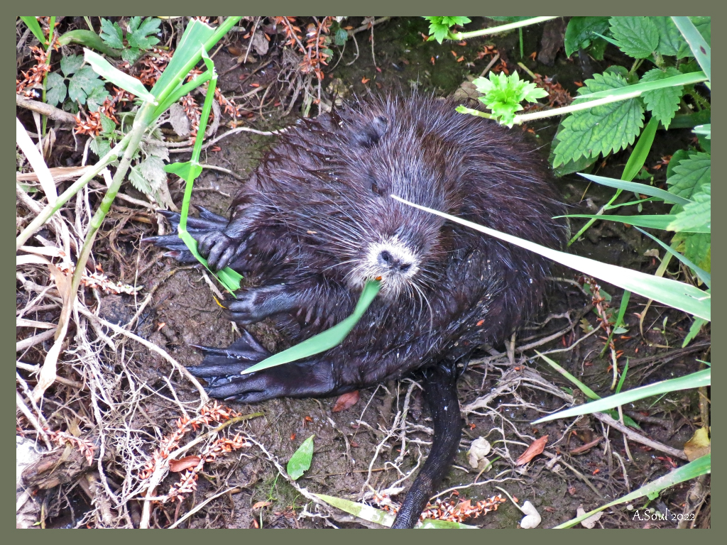 Nutria 2