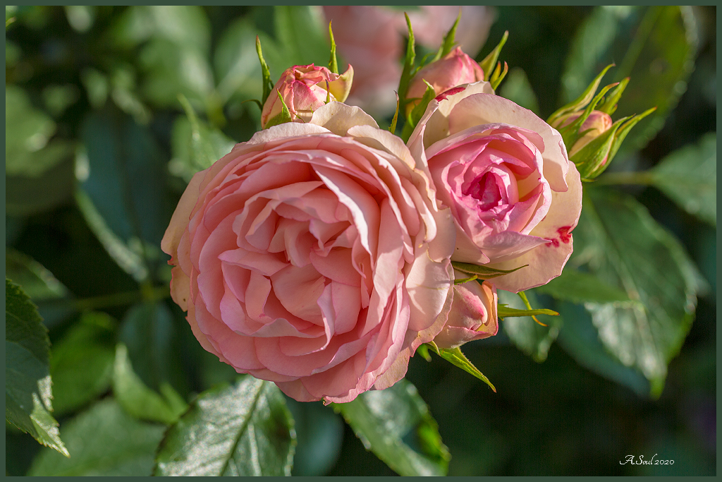 gefüllte, englische Rose