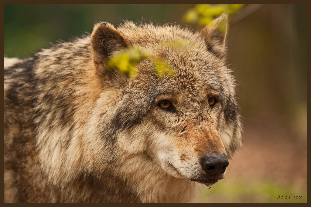 Grauwolf