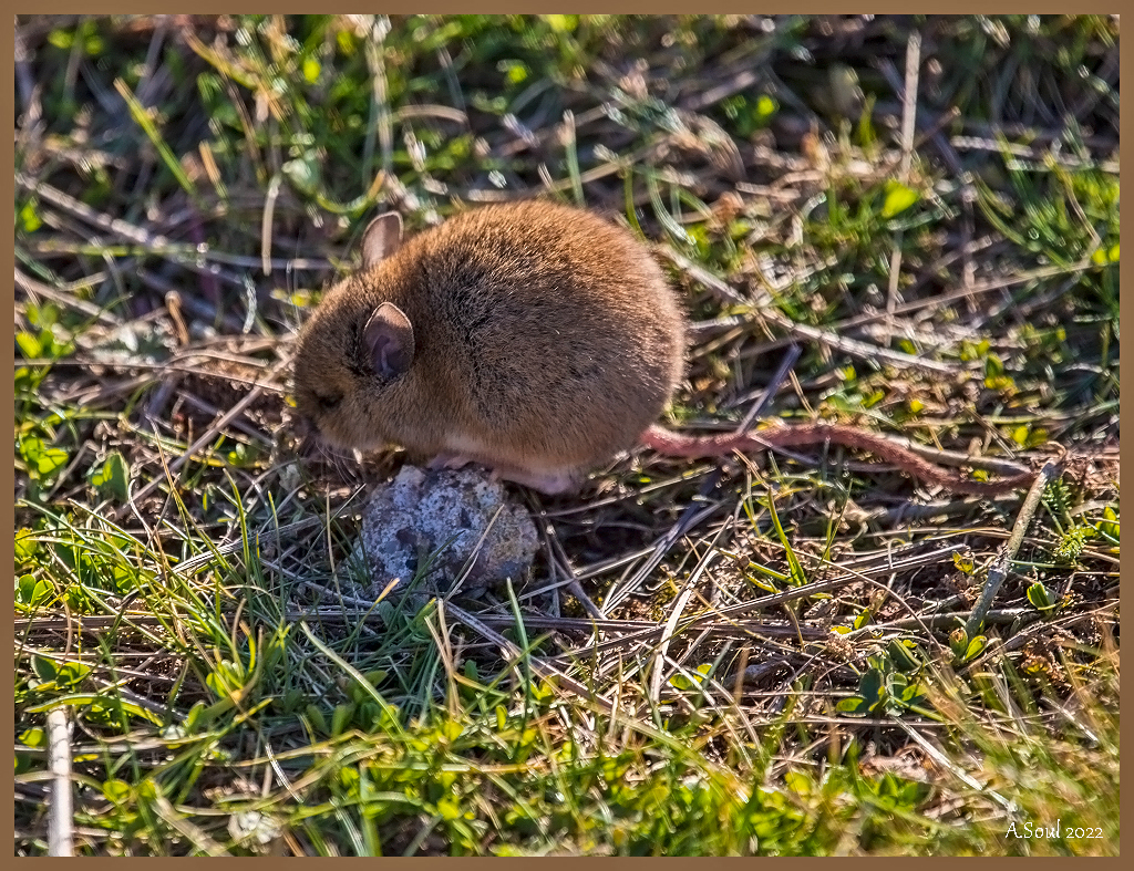 Helgoländer Oberlandmaus