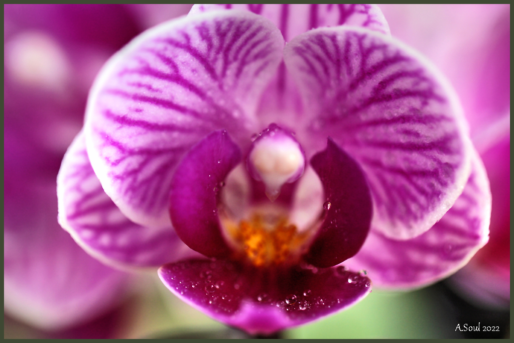 orchidenvogel
