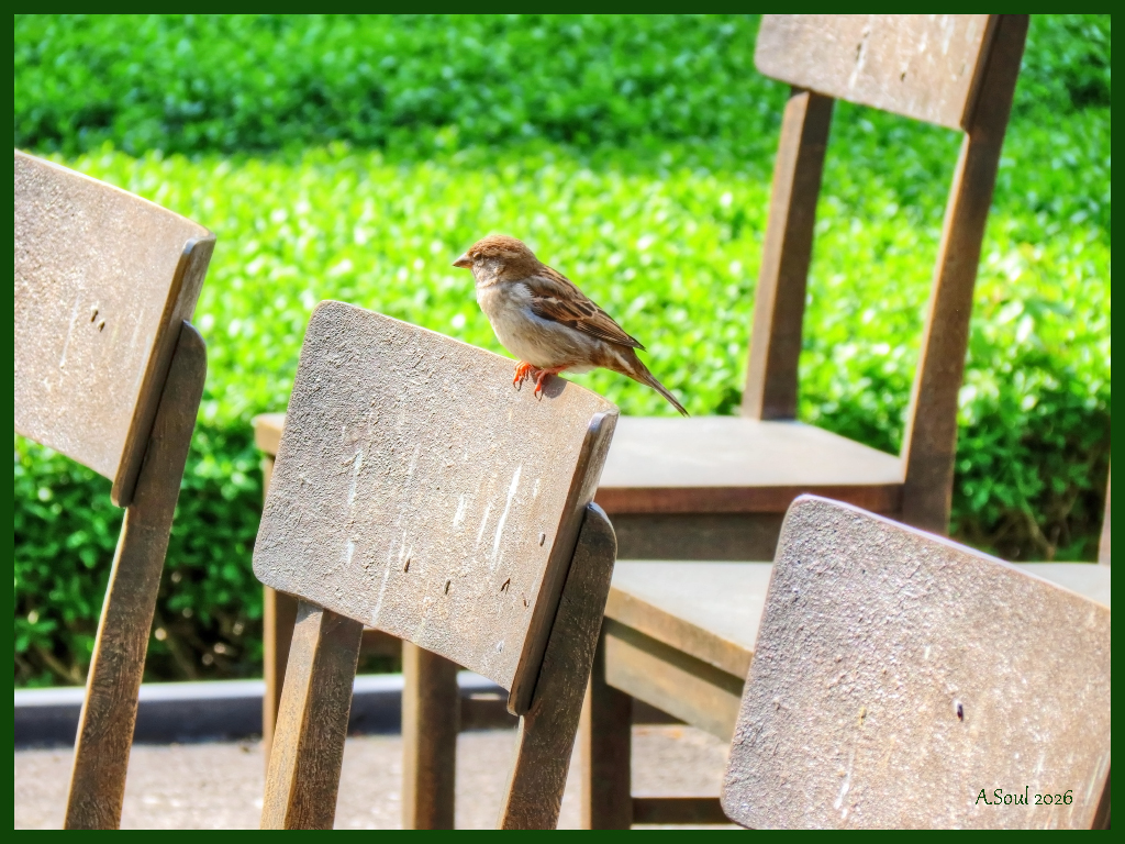 Der Spatz pfeift es von den Stühlen..