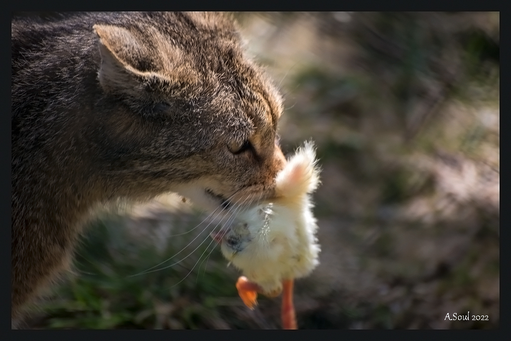 Ostern is over