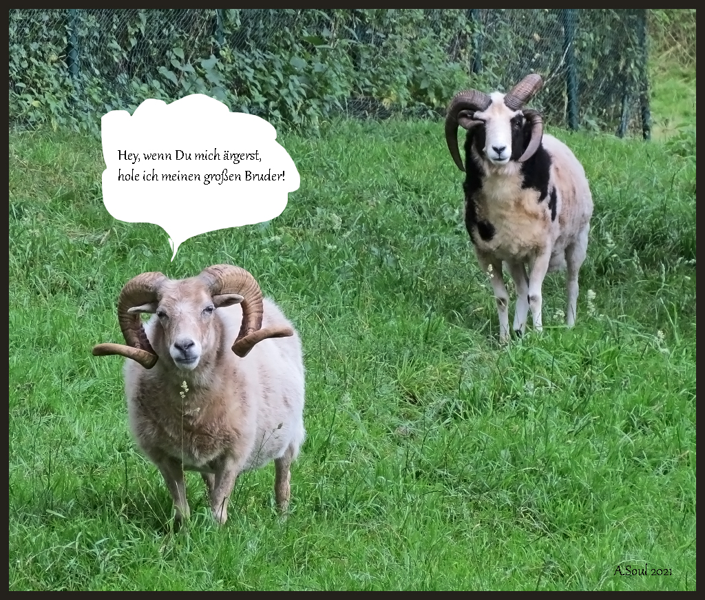 Doppelschnucken 