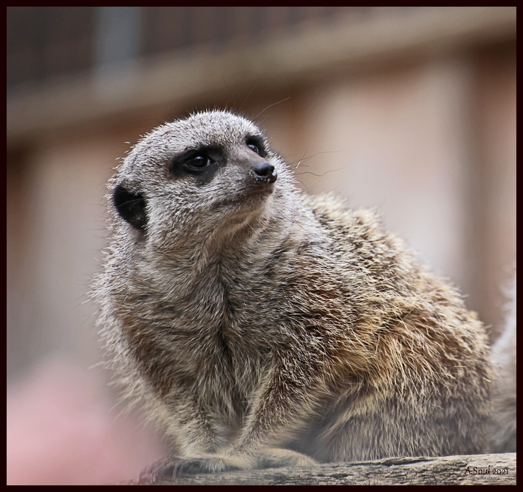 Erdmännchen