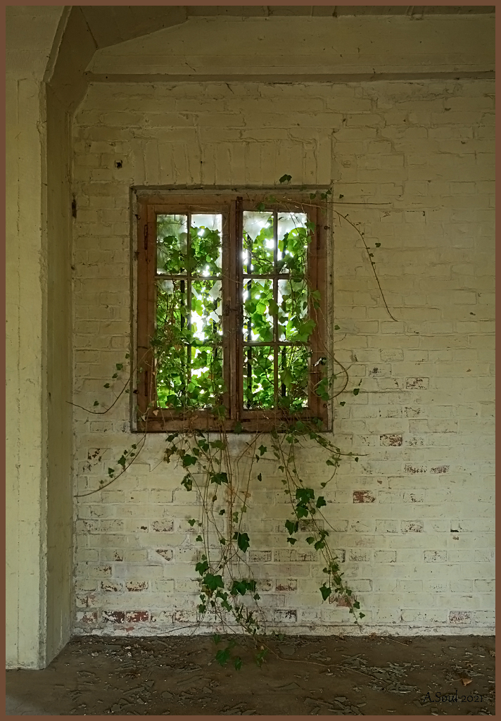 Dornröschenfenster