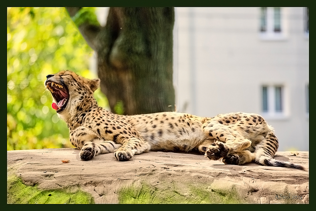 Gepard gähnt