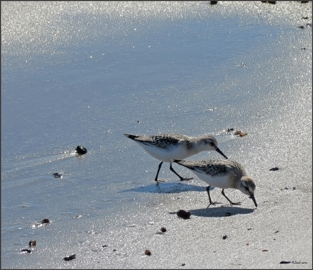 Strandläufer