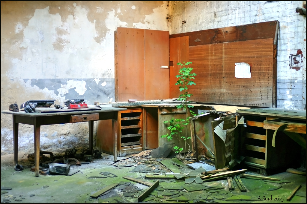 Büropflanze