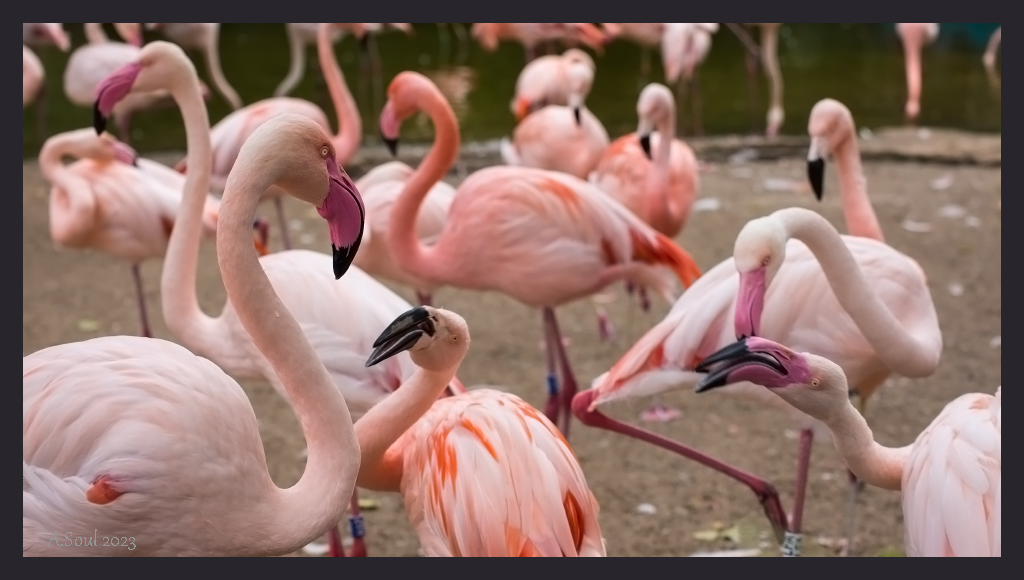 Flamingodiskussion