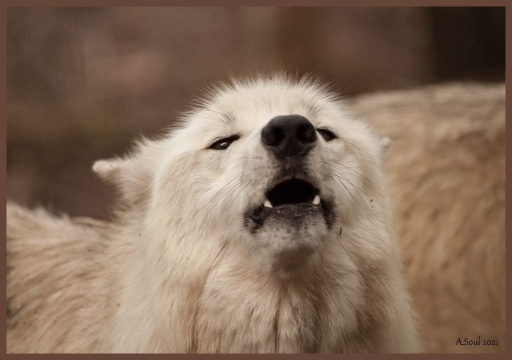 Kanadischer Wolf beim Wolfsgeheul