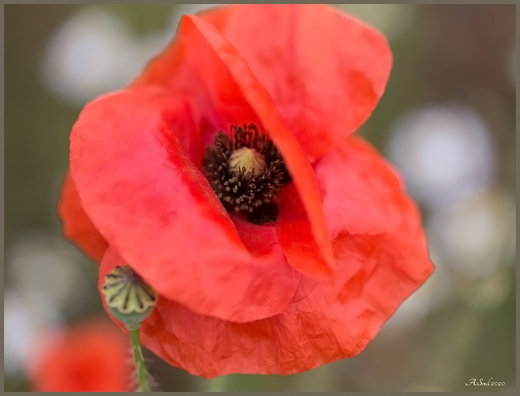 Klatschmohnblüte