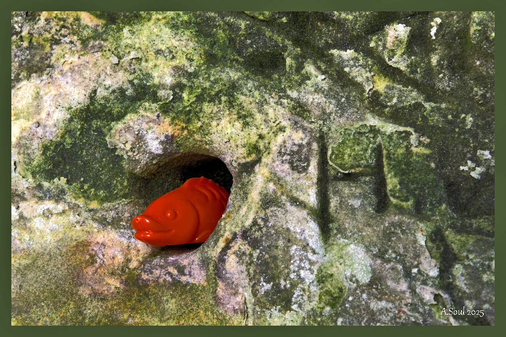 Höhlenfischi
