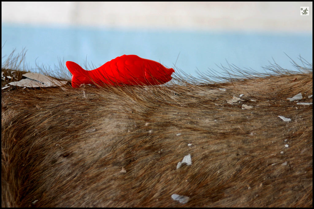 Akuter Schuppenbefall