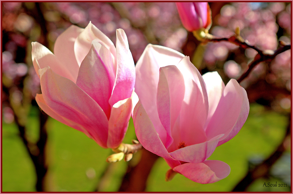 Magnolie