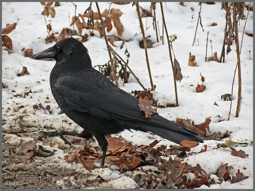 Krähe