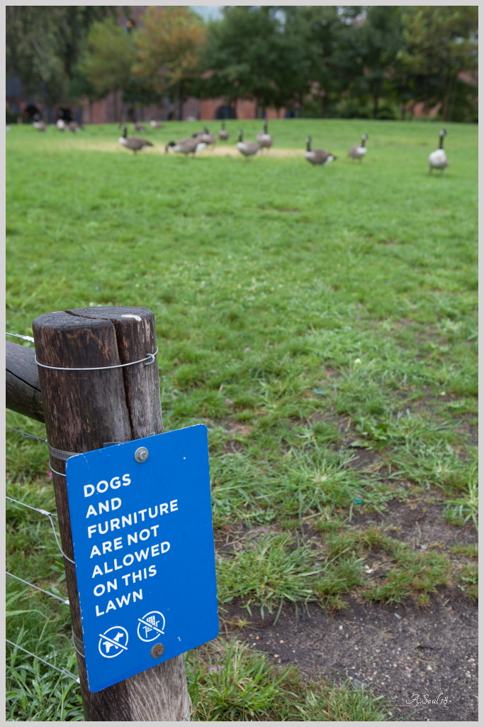 Dogs and Furniture....Hier nur für Enten ;)/Brooklyn