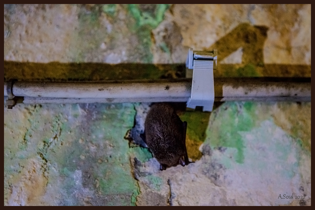 Fledermaus im Bunker