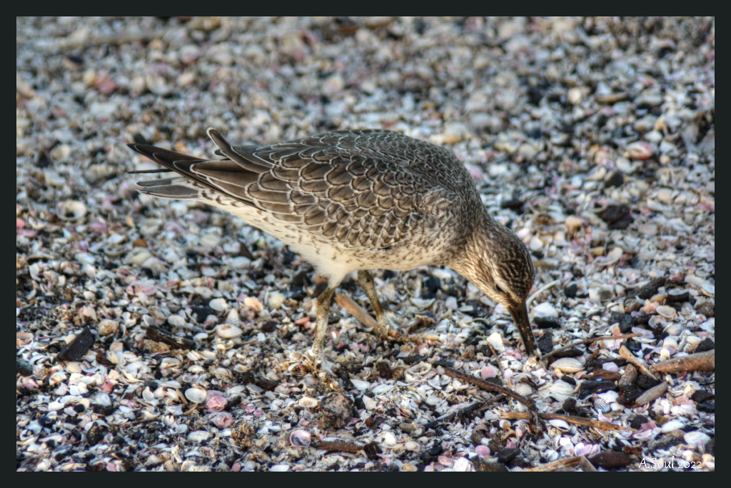 Kleiner Strandläufer