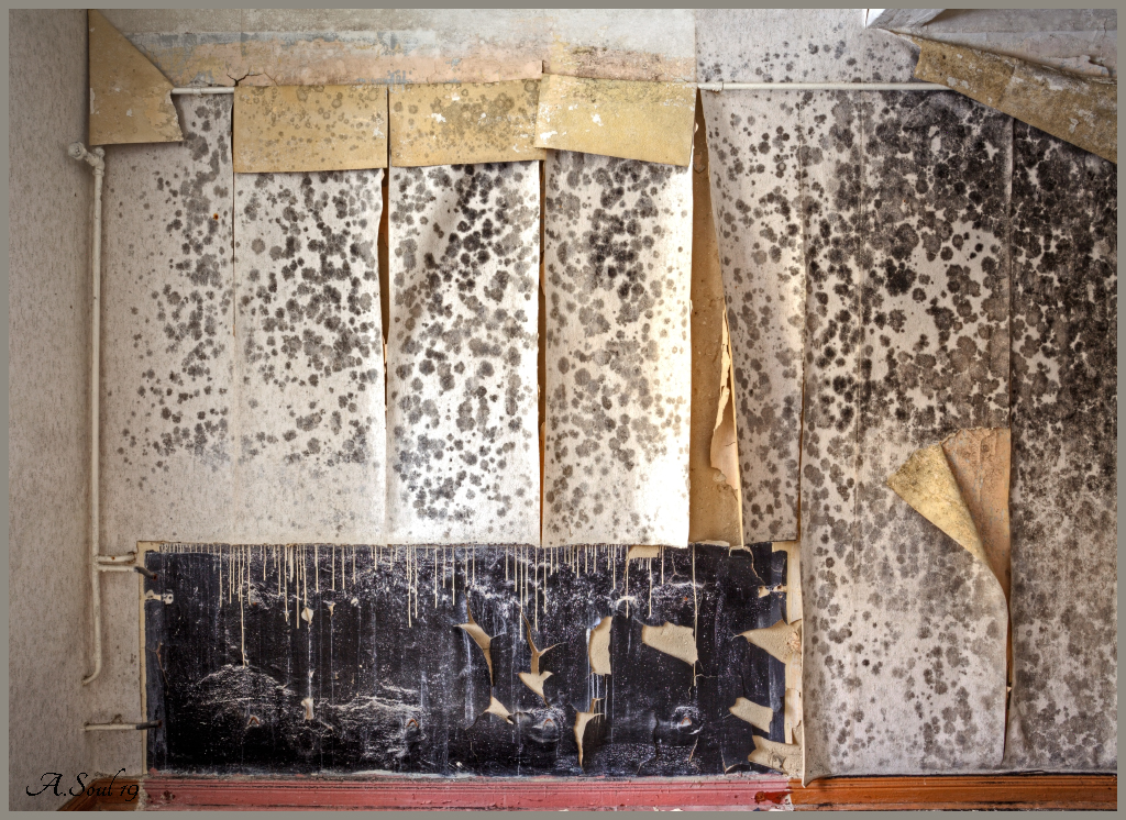 Schimmelpilzausstellung
