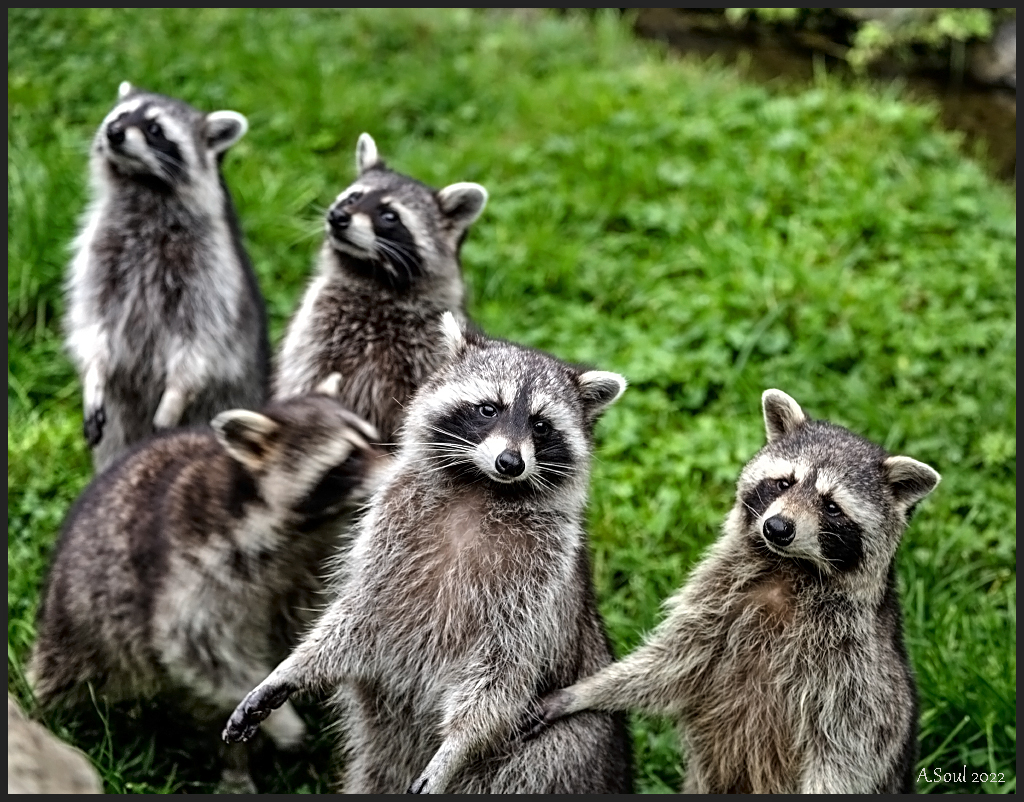Waschbärfamilie