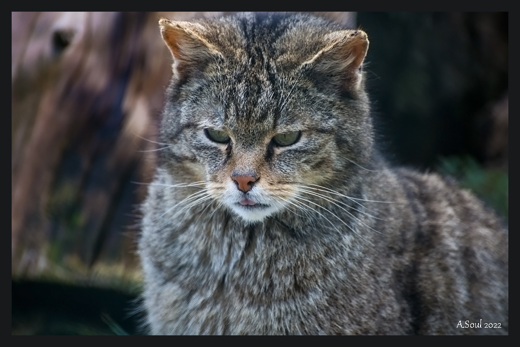 Fritz the (wild) Cat