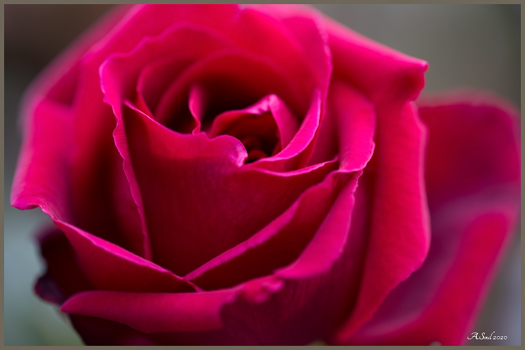 Rote Rose