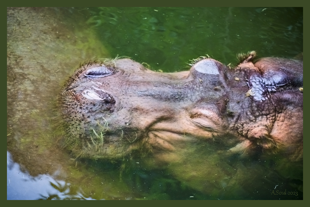 Flusspferd