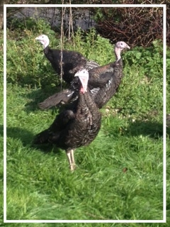 Chez Aline La Ferme Du Gaec Des Thevenons Albens