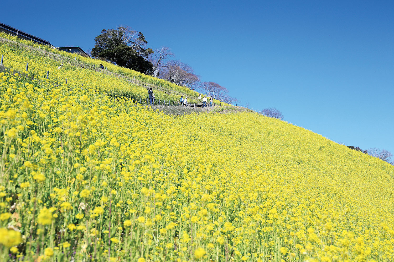 バスの種類 - 【公式】新潟発！内容充実こだわり旅のハミングツアー