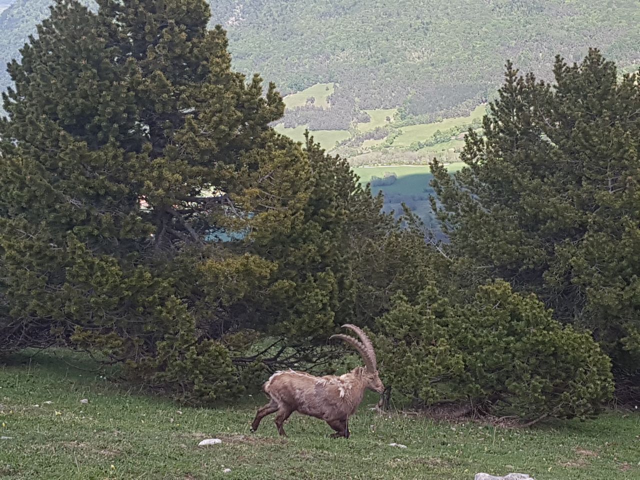 Bouquetin mâle