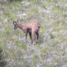 Chamois - La croix du Lautaret