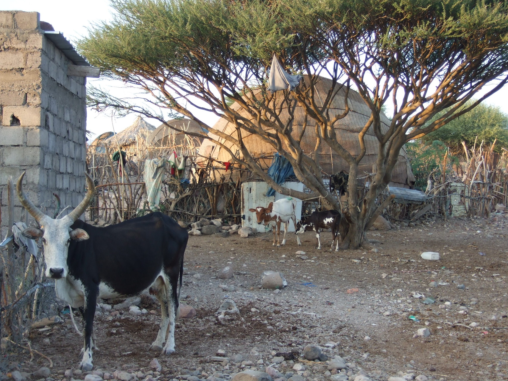 A Ambabo-Kalaf, une daboïta : habitat traditionnel des Afars