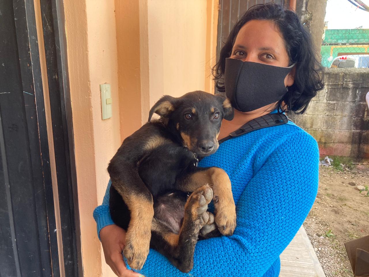 que le pasa a un perro cuando lo esterilizan