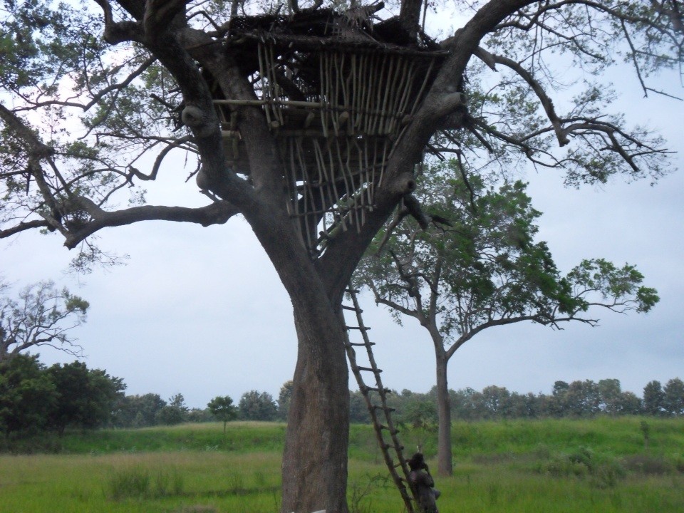 Treehouse