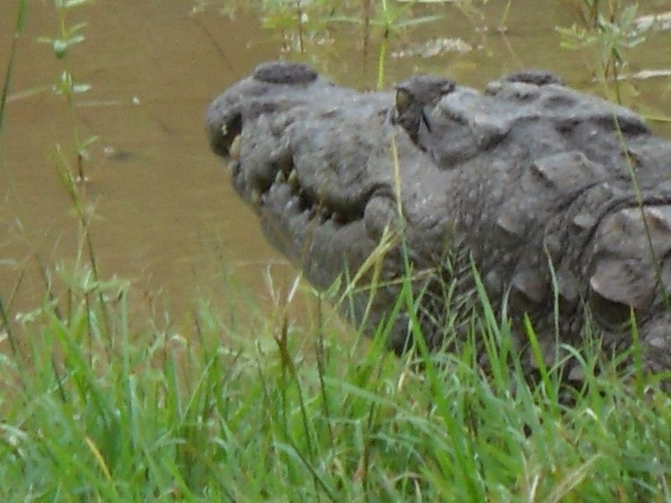 Croco