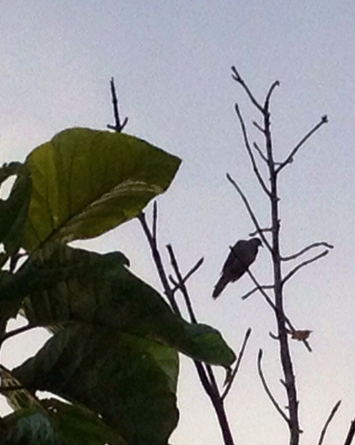 Birdy