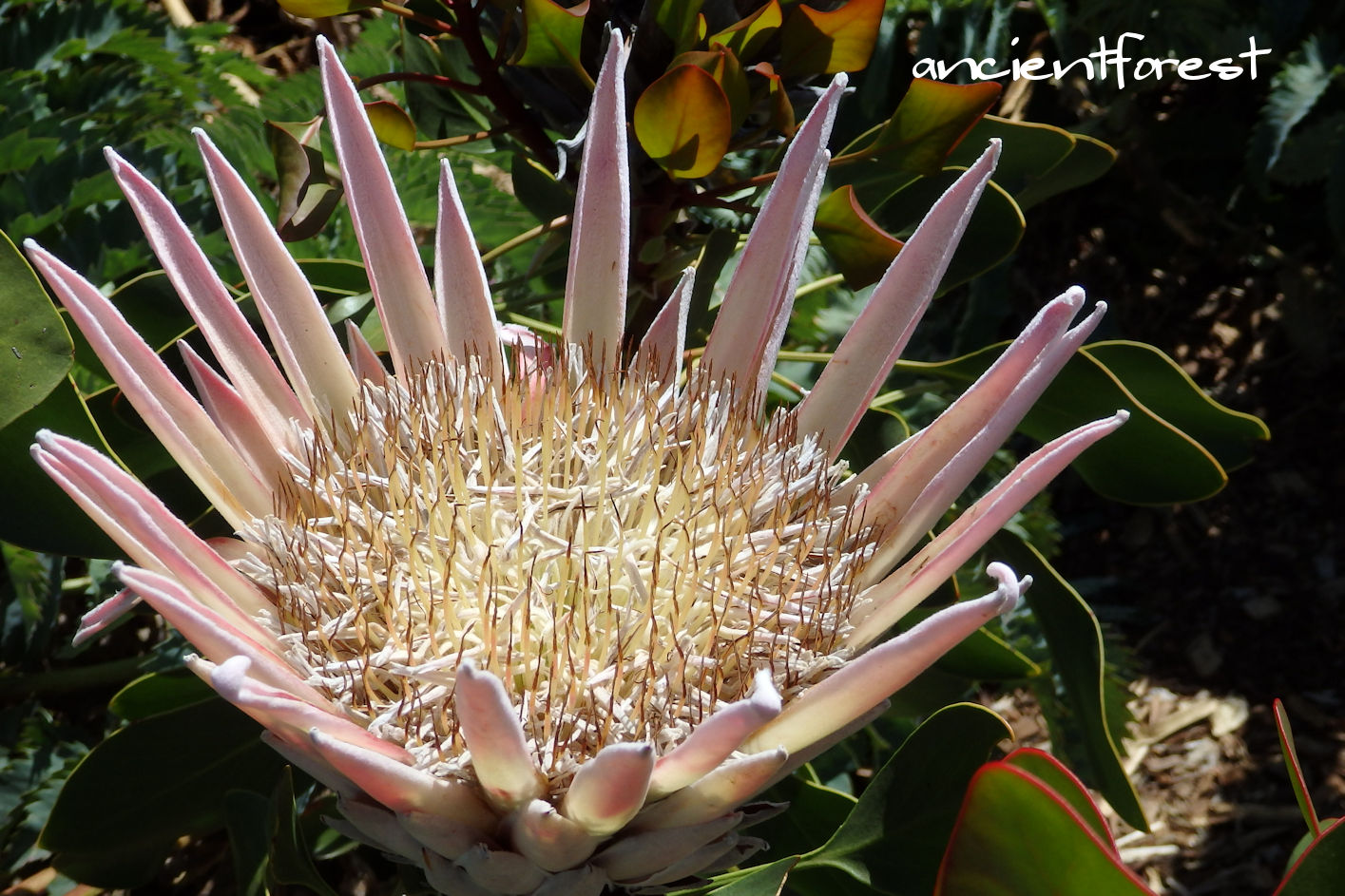 南アフリカのお花～三大プロテア～ - ナチュロセラピスト中川久美の旅模様こころ模様