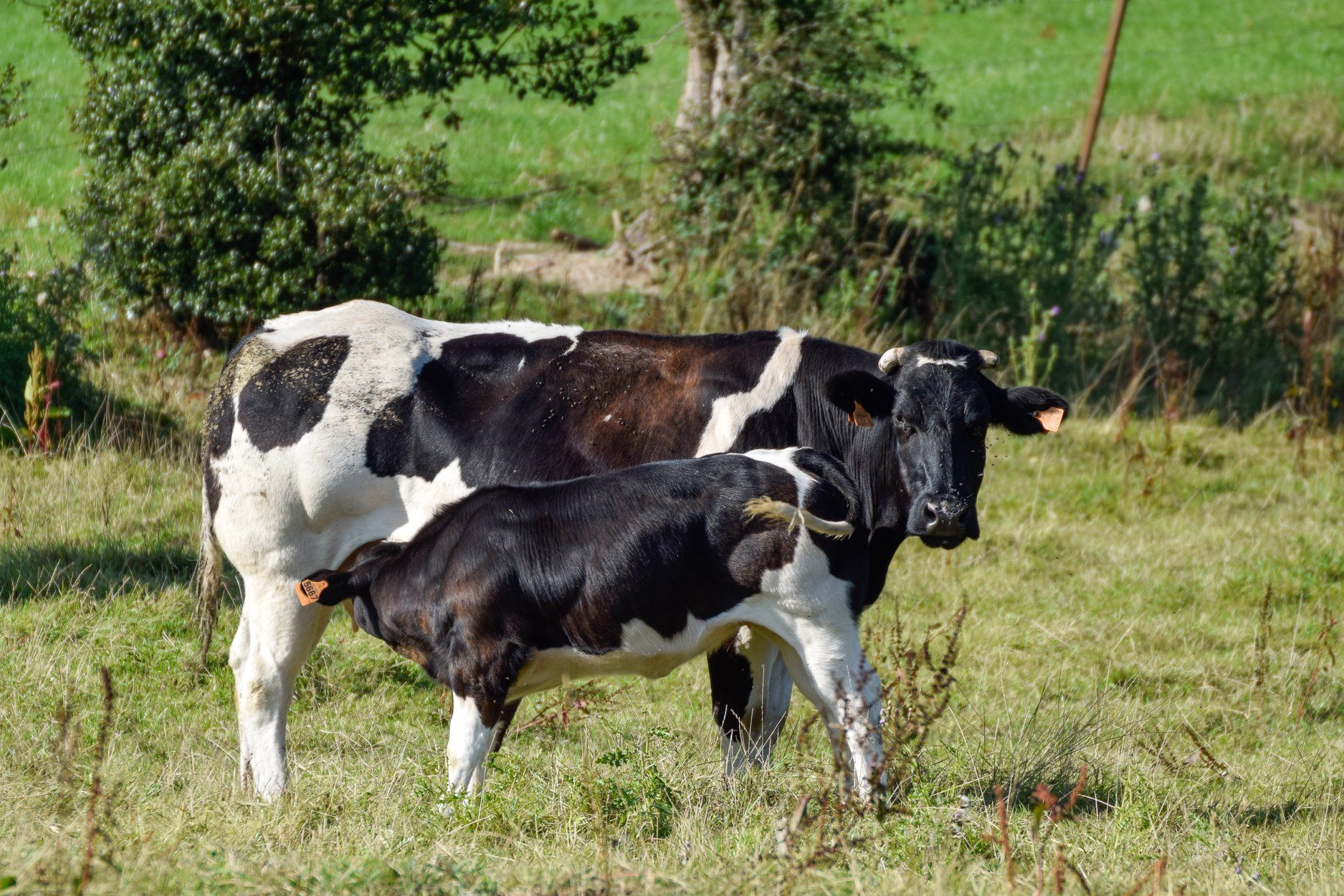 Vache "Bleue du Nord" et son veau