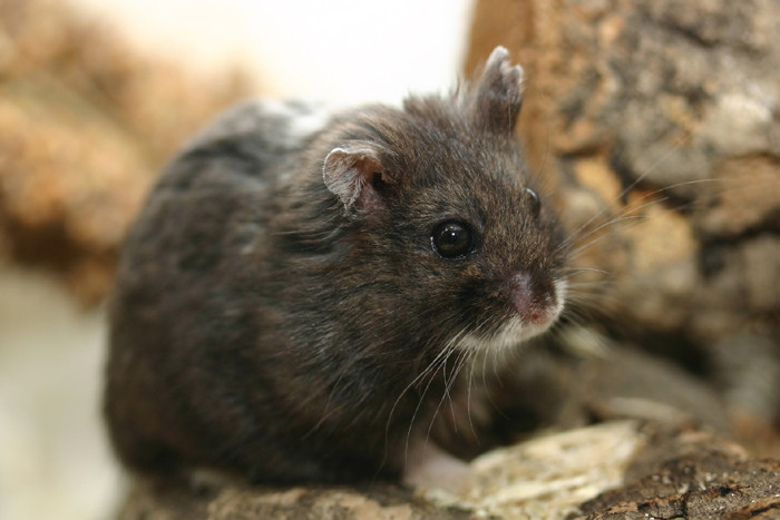 alter-hamster