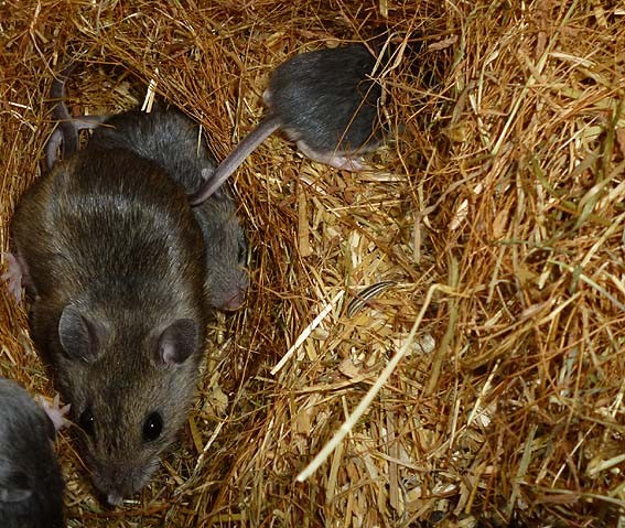F1 Peromyscus hybrid mit Nachwuchs (hybrid x polionotus) _ Foto: M. Elsner