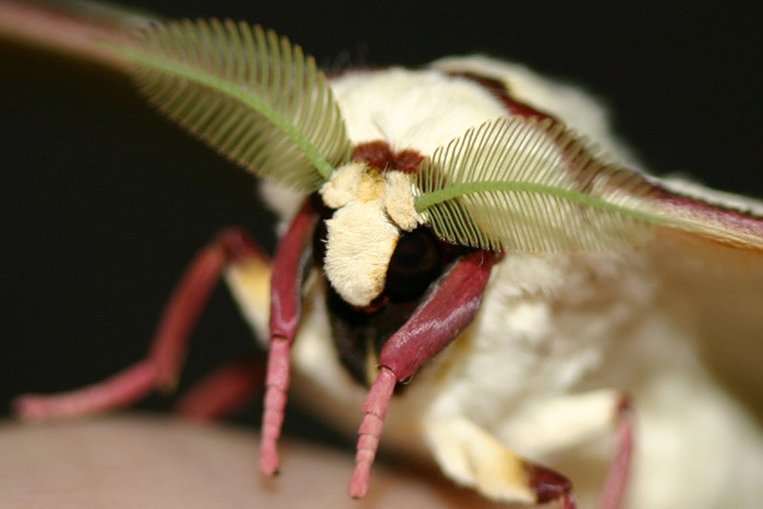 Männchen haben breit gefächerte Antennen