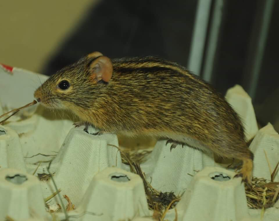 Feuchtgebiet-Striemengrasmaus(Rhabdomys dilectus) | Foto: E. Neideck