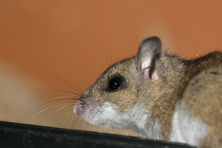 Wann ist die Maus eine Ratte?