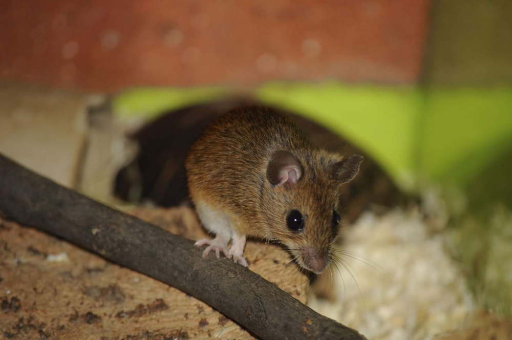 Zwerg-Waldmaus (Apodemus uralensis) | Foto: E. Neideck